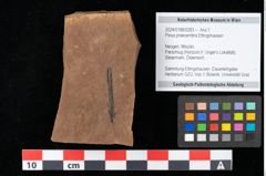Foto (Objekt + Etikett) von Pinus praecembra Ettingshausen (NHMW-GEO-2024-0188-0283)
